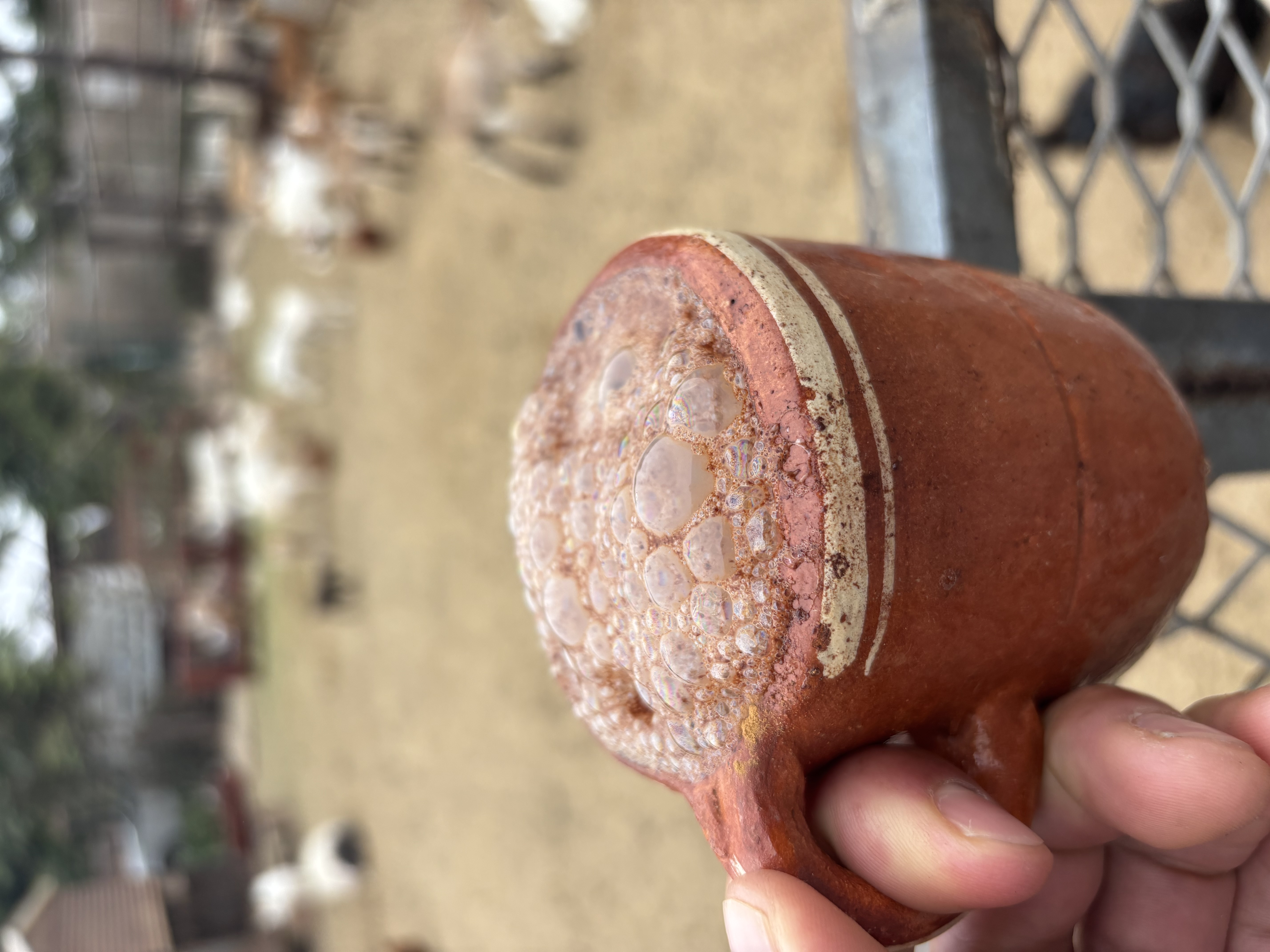 Pajarete with goats — deep Mexico